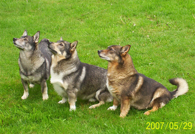 Nora, Simon och Amanda